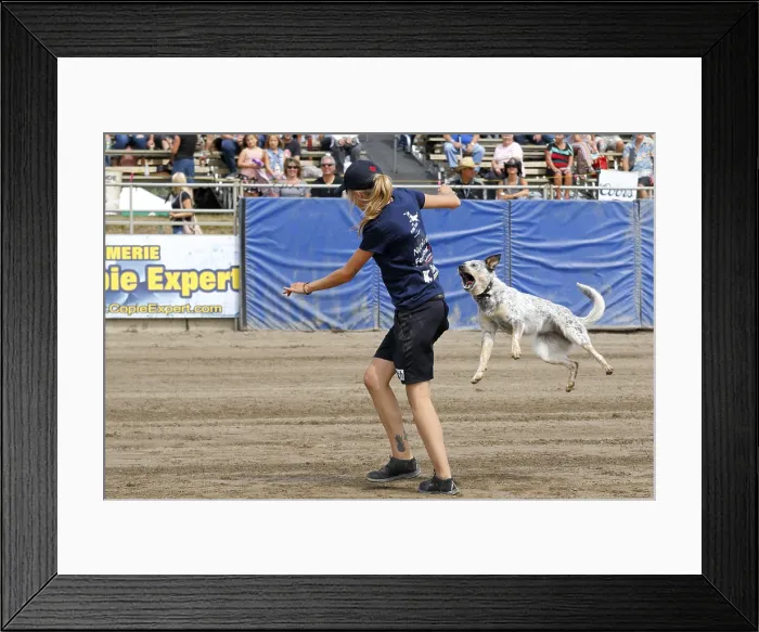 Framed Print : Flying Dogs at Valleyfield Rodeo Print, Quebec, Canada 1920s Framed Print : Flying Dogs at Valleyfield Rodeo Print, Quebec, Canada 1920s