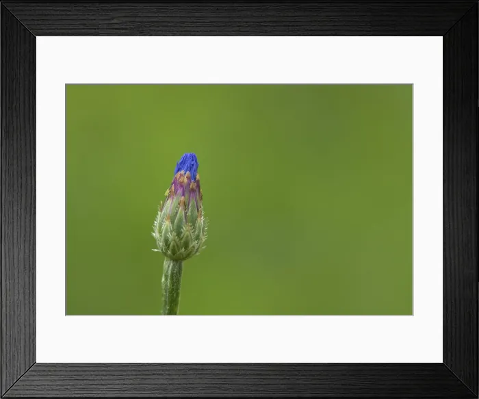 Framed Print : Common Cornflower Blue Wildflower Print, Suffolk England Framed Print : Common Cornflower Blue Wildflower Print, Suffolk England