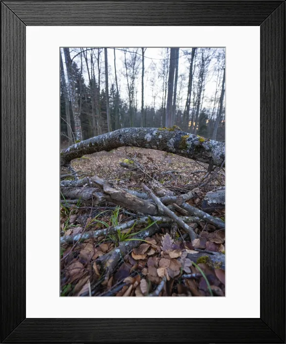 Framed Print : Curved branch in forest floor print, Gechingen, Germany Framed Print : Curved branch in forest floor print, Gechingen, Germany
