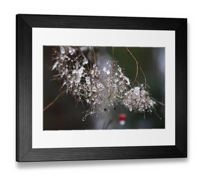 Framed Print : Wintertime, Thaw, Germany Print Framed Print : Wintertime, Thaw, Germany Print
