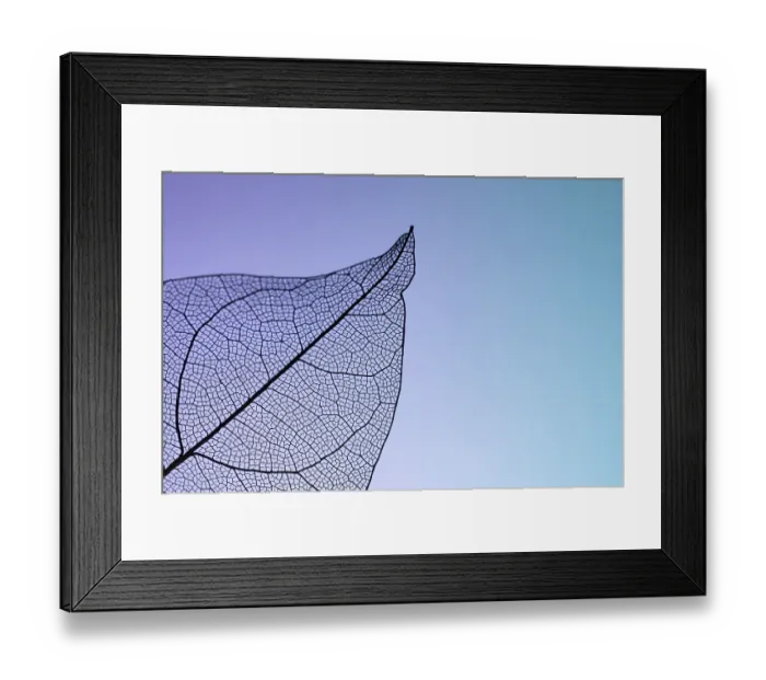 Framed Print : Delicate Leaf Skeleton Print: Nature's Intricate Patterns Framed Print : Delicate Leaf Skeleton Print: Nature's Intricate Patterns