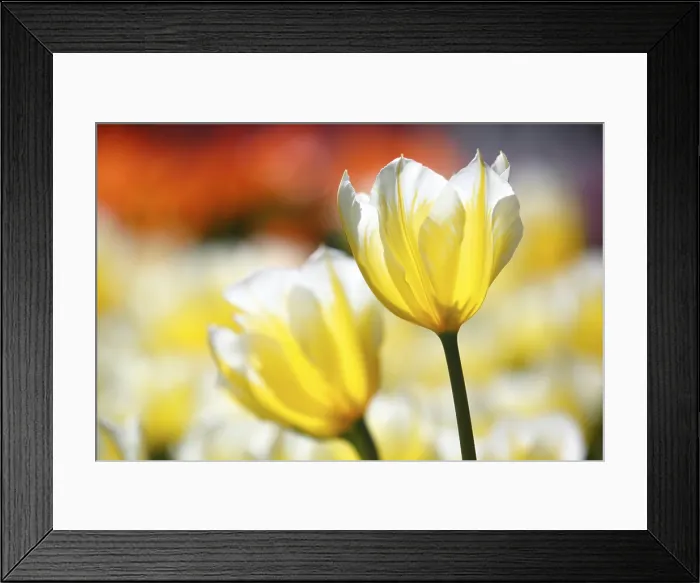 Framed Print : Fosteriana Tulip 'Sweetheart' Print Framed Print : Fosteriana Tulip 'Sweetheart' Print