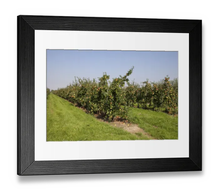 Framed Print : Altes Land Apple Trees Print, Germany Framed Print : Altes Land Apple Trees Print, Germany