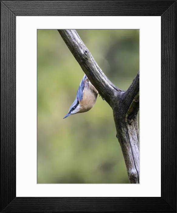 Framed Print : Eurasian Nuthatch Print, Emsland, Germany Framed Print : Eurasian Nuthatch Print, Emsland, Germany