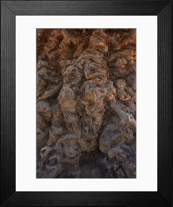 Framed Print : Faidherbia albida, Apple-ring Acacia Print, Namibia Framed Print : Faidherbia albida, Apple-ring Acacia Print, Namibia