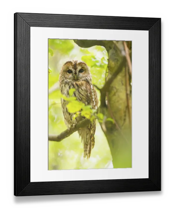 Framed Print : Tawny Owl Print, Bavaria, Germany Framed Print : Tawny Owl Print, Bavaria, Germany