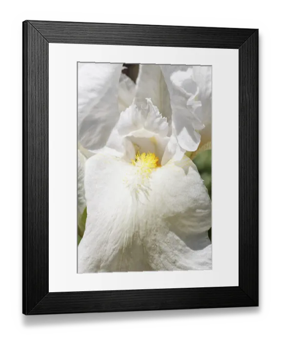 Framed Print : Beautiful Multicolored Iris Flower Print - Summer Bloom Framed Print : Beautiful Multicolored Iris Flower Print - Summer Bloom