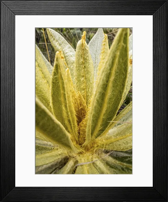 Framed Print : Espeletia Pycnophylla Print, Colombia Framed Print : Espeletia Pycnophylla Print, Colombia