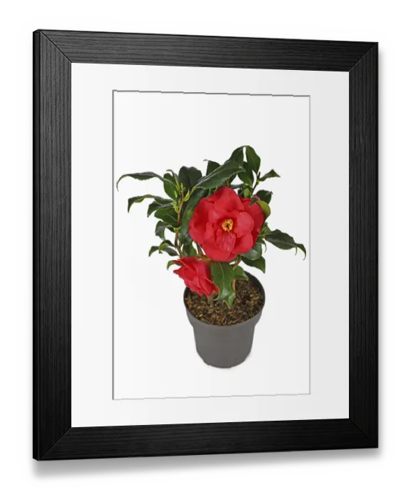 Framed Print : Blooming Red Camellia Japonica Print in White Pot Framed Print : Blooming Red Camellia Japonica Print in White Pot