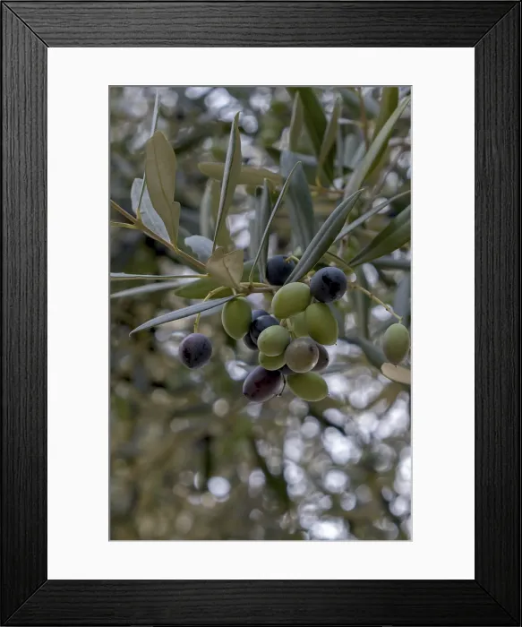 Framed Print : Olive Grove Print: Mediterranean Landscape Framed Print : Olive Grove Print: Mediterranean Landscape