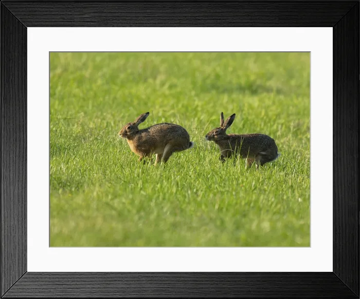 Framed Print : European Hare Print: Two Hares in a Green Meadow Framed Print : European Hare Print: Two Hares in a Green Meadow