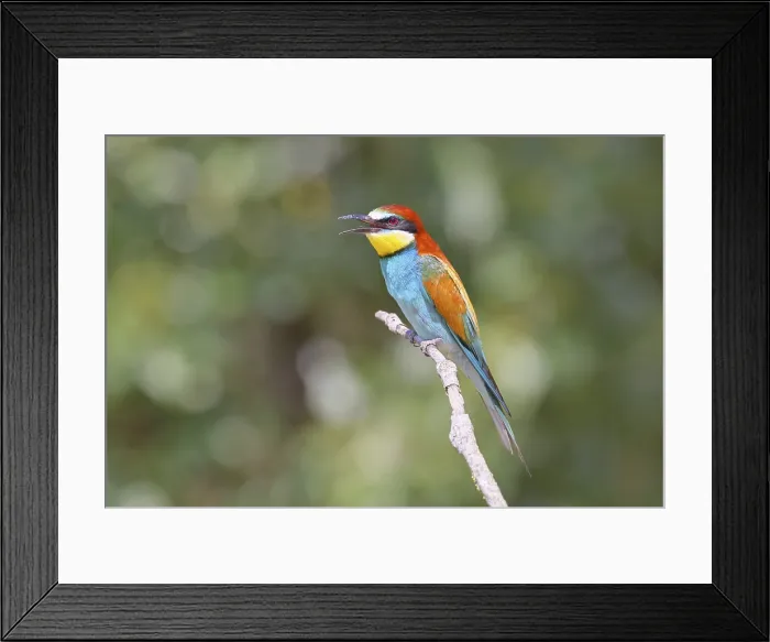 Framed Print : European Bee-Eater Print, Lake Neusiedl, Austria Framed Print : European Bee-Eater Print, Lake Neusiedl, Austria