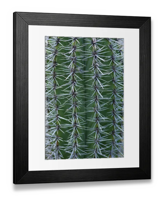 Framed Print : Mexican Giant Cardon Print, Botanical Garden Erlangen Framed Print : Mexican Giant Cardon Print, Botanical Garden Erlangen
