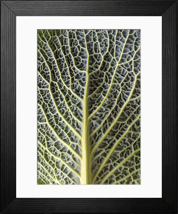 Framed Print : Leaf Structure of Vegetable Cabbage Print, Bavaria, Germany
