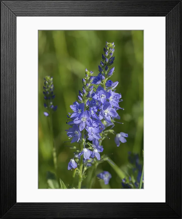 Framed Print : Austrian Broadleaf Speedwell Print, Bavaria, Germany Framed Print : Austrian Broadleaf Speedwell Print, Bavaria, Germany