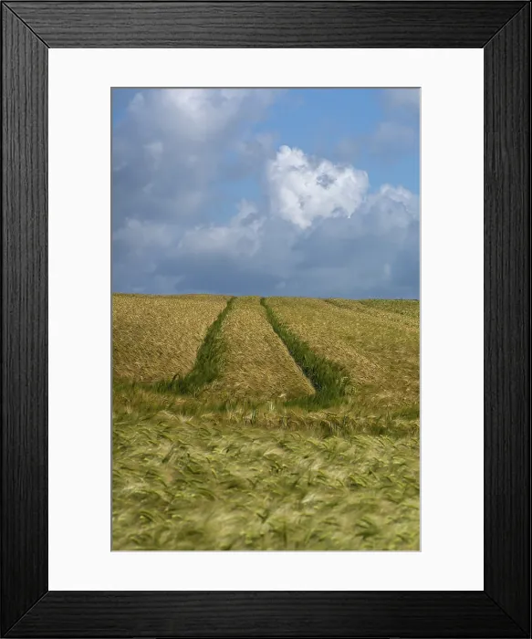 Framed Print : Ripe Barleys Print, Mecklenburg-Vorpommern, Germany Framed Print : Ripe Barleys Print, Mecklenburg-Vorpommern, Germany