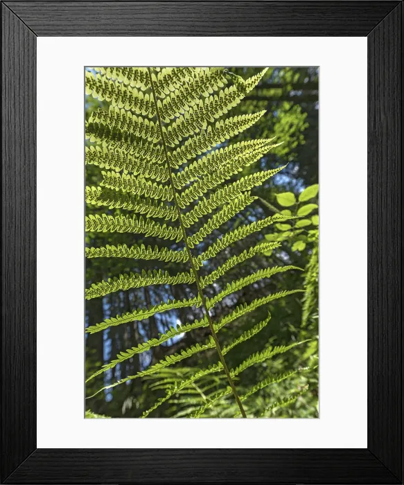 Framed Print : Leaf of a Male Fern Print, Bavaria, Germany Framed Print : Leaf of a Male Fern Print, Bavaria, Germany