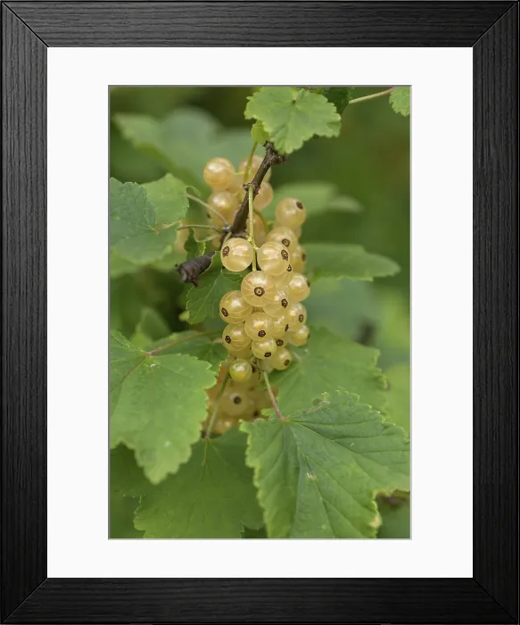 Framed Print : White Currant Fruit Cluster Print, Bavaria Framed Print : White Currant Fruit Cluster Print, Bavaria