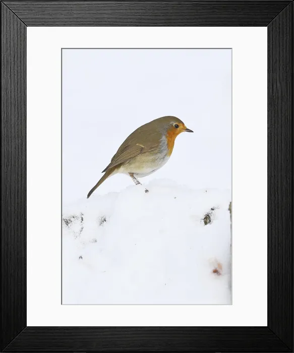 Framed Print : Robin (Erithacus rubecula) Print, Wilnsdorf, Germany Framed Print : Robin (Erithacus rubecula) Print, Wilnsdorf, Germany