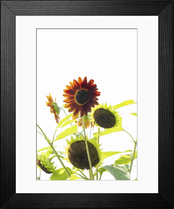 Framed Print : Red Sunflower Print Dortmund Germany