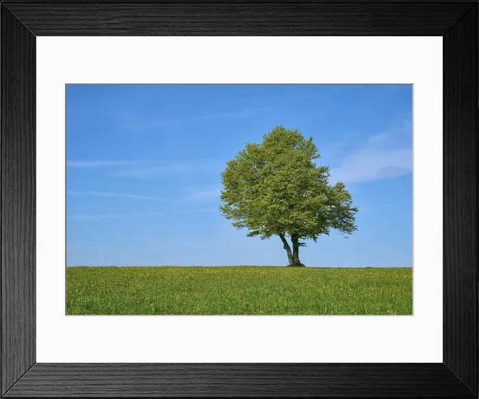 Framed Print : Print: Wind beech in dandelion meadow, Black Forest, Germany Framed Print : Print: Wind beech in dandelion meadow, Black Forest, Germany