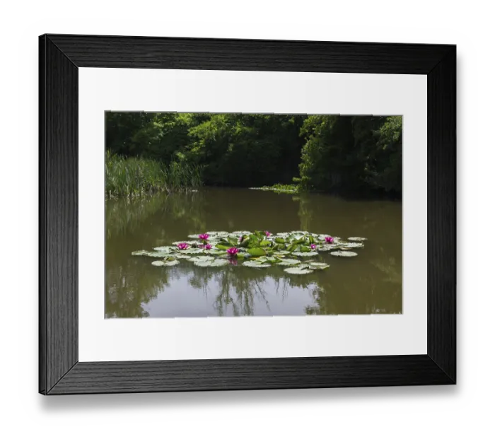 Framed Print : Water Lilies Print, Baden-Württemberg, Germany Framed Print : Water Lilies Print, Baden-Württemberg, Germany