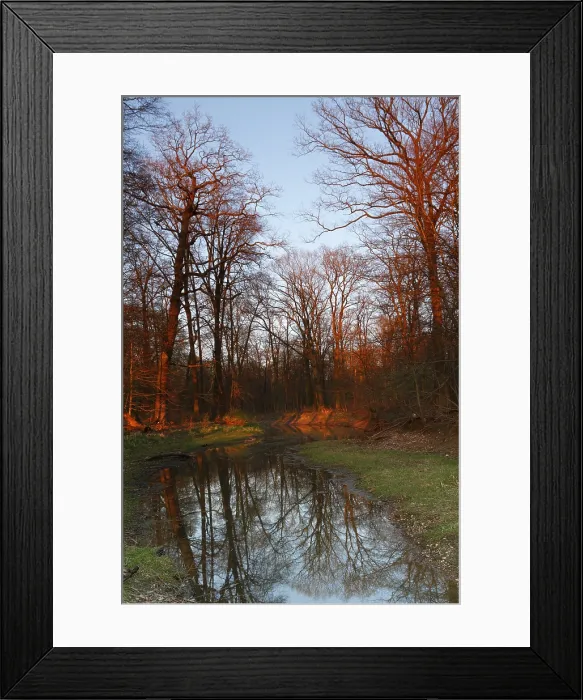 Framed Print : Summer Floods in Alluvial Forest, Middle Elbe Biosphere Reserve Print Framed Print : Summer Floods in Alluvial Forest, Middle Elbe Biosphere Reserve Print