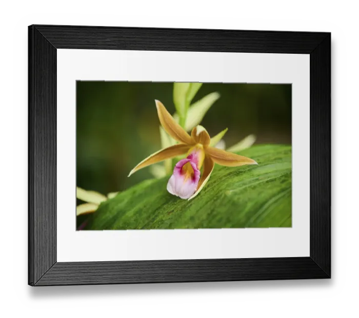 Framed Print : Greater Swamp-orchid Print in Bavaria Greenhouse Framed Print : Greater Swamp-orchid Print in Bavaria Greenhouse