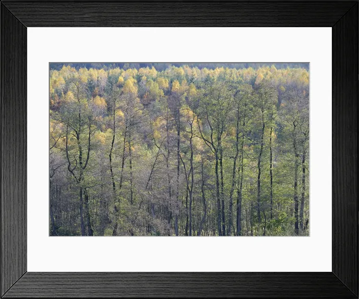 Framed Print : Autumn Forest Print, Arnsberger Wald Nature Park, Germany Framed Print : Autumn Forest Print, Arnsberger Wald Nature Park, Germany