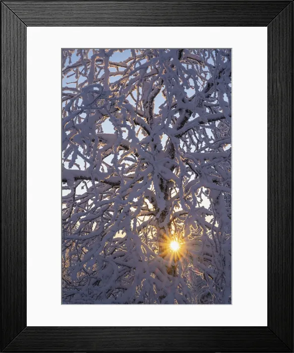 Framed Print : Snowy Birch Tree Print, Norrbotten, Lapland, Sweden