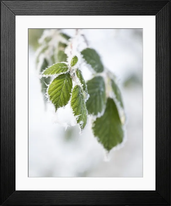 Framed Print : Blackberry Leaves with Hoarfrost Print, Thuringia, Germany Framed Print : Blackberry Leaves with Hoarfrost Print, Thuringia, Germany