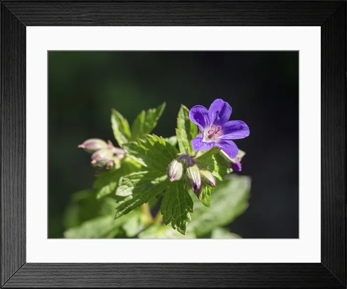 Framed Print : Wood Cranesbill Print, Gislahellir, Vestfirir, Iceland Framed Print : Wood Cranesbill Print, Gislahellir, Vestfirir, Iceland