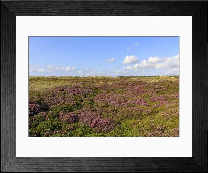 Framed Print : Blooming Heath Landscape Print, Amrum Island, Germany Framed Print : Blooming Heath Landscape Print, Amrum Island, Germany
