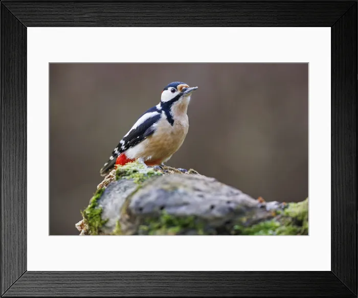 Framed Print : Great Spotted Woodpecker Print, Germany Framed Print : Great Spotted Woodpecker Print, Germany