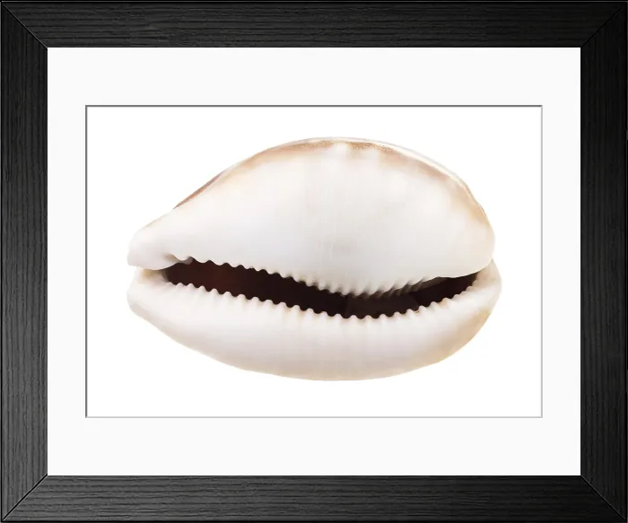 Framed Print : Kauri Dish Print on White Background Framed Print : Kauri Dish Print on White Background
