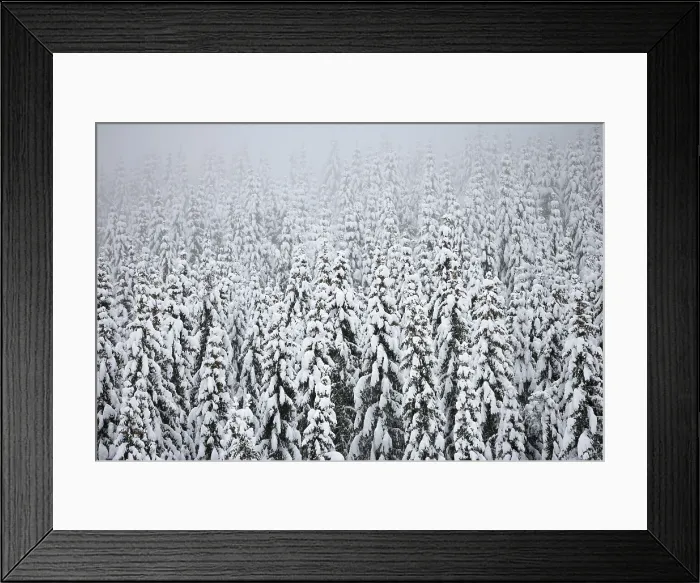 Framed Print : Snow Covered Forest in Norway Print