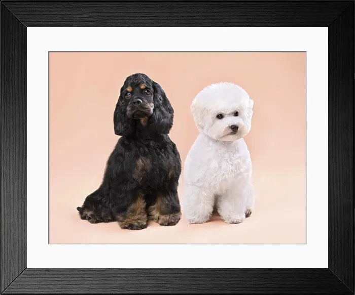Framed Print : Three Months Old Mixed Breed Puppies Print Framed Print : Three Months Old Mixed Breed Puppies Print