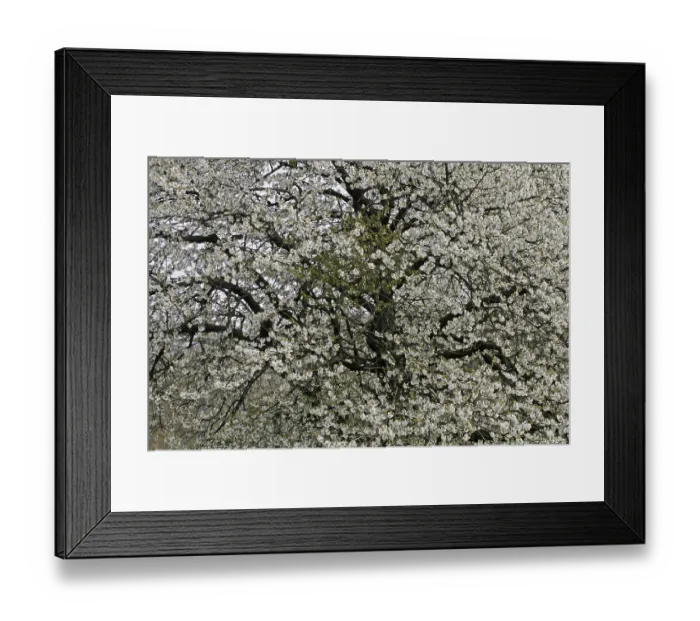 Framed Print : Kirschbaum in Hagen a.T.W Print Framed Print : Kirschbaum in Hagen a.T.W Print