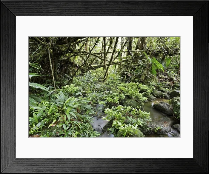 Framed Print : Rainforest Stream Print, Costa Rica Framed Print : Rainforest Stream Print, Costa Rica
