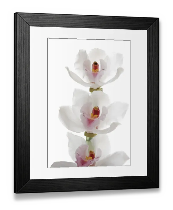 Framed Print : White Orchids Print - Exotic Blooms in Full Bloom Framed Print : White Orchids Print - Exotic Blooms in Full Bloom