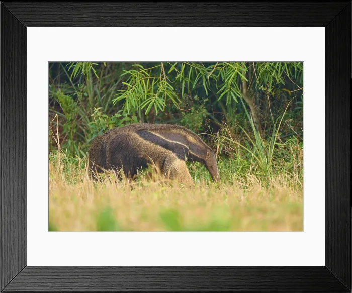 Framed Print : Giant Anteater Print, Pantanal Wilderness Framed Print : Giant Anteater Print, Pantanal Wilderness