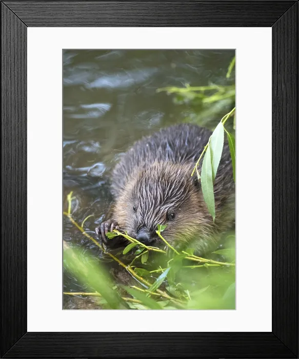Framed Print : European Beaver Print: Young in Water Eating Willow Framed Print : European Beaver Print: Young in Water Eating Willow