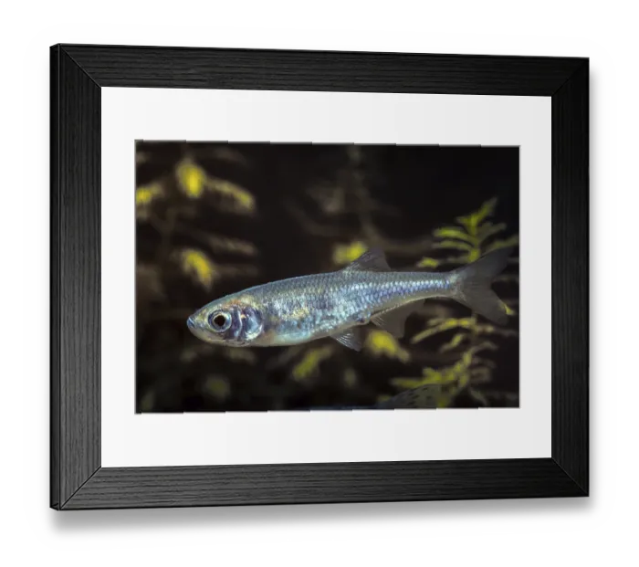 Framed Print : Leucaspius delineatus Print - Sunbleak Framed Print : Leucaspius delineatus Print - Sunbleak