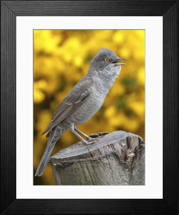 Framed Print : Barred Warbler Print, Brandenburg, Germany Framed Print : Barred Warbler Print, Brandenburg, Germany