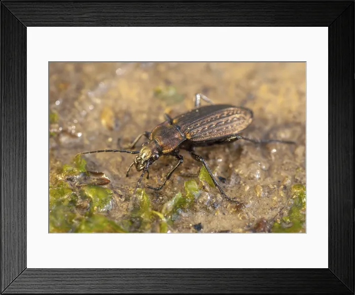 Framed Print : Carabus granulatus Print, Granulated Ground Beetle Framed Print : Carabus granulatus Print, Granulated Ground Beetle