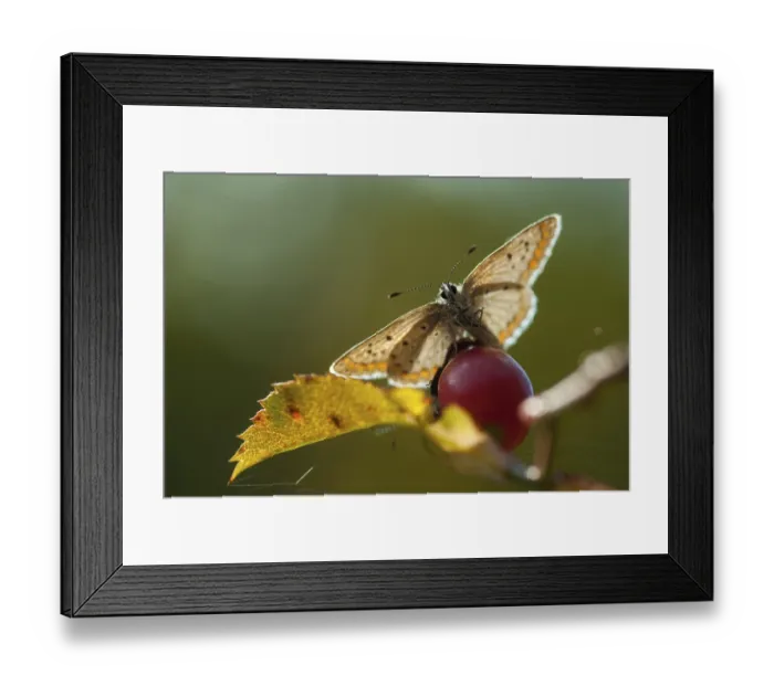 Framed Print : Female Common Blue Butterfly Print Framed Print : Female Common Blue Butterfly Print