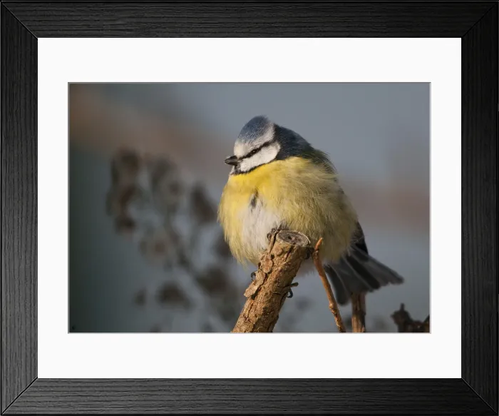 Framed Print : Blue Tit Print - Parus caeruleus