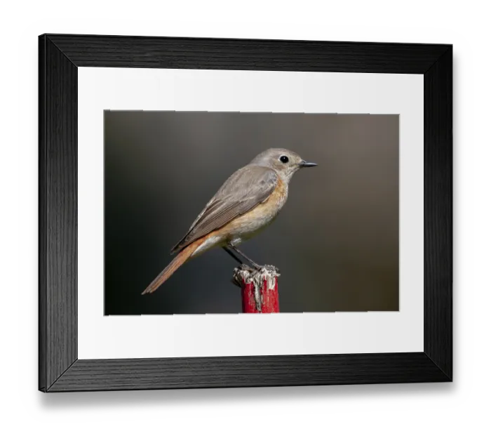 Framed Print : Female Garden Redstart Print Framed Print : Female Garden Redstart Print
