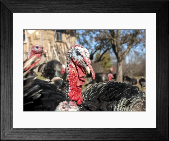 Framed Print : Free Range Domestic Turkey Head Print Framed Print : Free Range Domestic Turkey Head Print