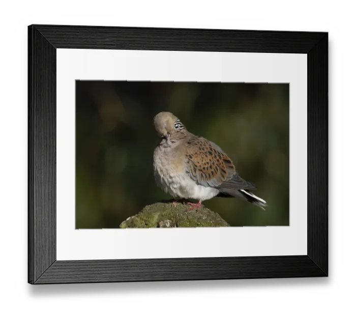 Framed Print : European Turtle Dove Print Framed Print : European Turtle Dove Print